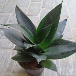 Pokok Lidah Jin/Lidah Mentua/Snake Plant/Sansevieria Dalam Pasu
