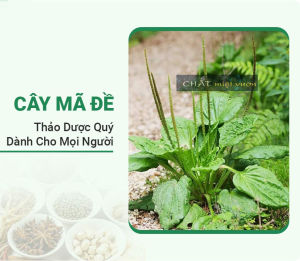 Cây Mã Đề giống - Mã Tiền Xá cực đẹp - Cây thảo dược có công dụng tuyệt vời