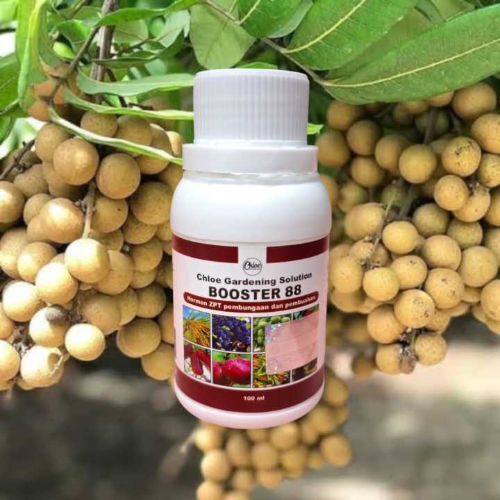 Pupuk%20Booster%2088%20Pelebat%20Buah%20Paket%203%20Botol%20500ml%20Ekstra%2012%25%20Paclobutrazol%20-%20Image%205