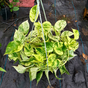 Trầu Bà Cẩm Thạch ( (hình cuối) Trồng Đất Thủy Sinh Giúp Hút Khí Độc Làm Không Khí Trong Lành