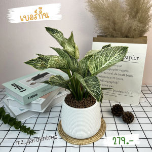 [[ต้นไม้จริง]] 🌿🌿ไม้มงคล ฟิโลเดนดรอน เบอร์กิ้น🌿🌿 พร้อมกระถางเบลล่า**ต้นไม้คัดฟอร์มสวยทุกต้น**