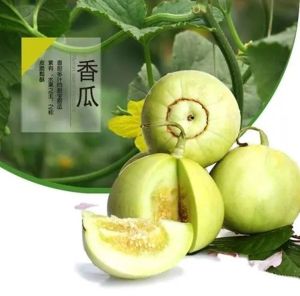 Biji Benih Melon Jepun Manis (15 Seeds )/日本甜瓜籽 /Honeydew Japan Seeds