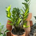 Cây kim tiền (cao 20 - 30cm), cây cảnh phong thủy trồng trong nhà trang trí nhà cửa, mini để bàn Colorland Garden.. 