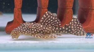 Pleco L029/Galaxy Pleco/Pleco/Freshwater/Leporacanthicus galaxies 龙钻坦克异型/异型鱼/活鱼(Sin Quan Aquaculture Enterprise)