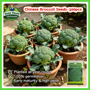 Fast Growing 300pcs Fresh Organic Broccoli Seeds for Planting Vegetables High Yield Broccoli Sprouts Seeds Green Cauliflower Vegetables Seeds for Gardening Balcony Bonsai Broccoli Seedlings Live Broccoli Vegetable Plant Seeds Buto Ng Gulay Easy To Grow