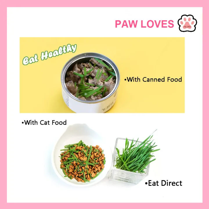 %5BSg%20Ready%20Stock%5D%20Cat%20Grass%20Seed%20For%20Planting%20Easy%20to%20Grow%20Oat%20Grass%20That%20Your%20Cat%20Will%20Love%20Good%20Cat%20Grass%20-%20Pet%20Cat%20Grass%20Pot%20Hydroponics%20Set%20Cat%20Grass%20Snack%20Hair%20Ball%20Cleaning%20Stomach%20Grass%20Hydroponics%20Grass%20Cat%20Snack%20Cleaning%20Toys%20-%20Paw%20Loves%20-%20Image%208