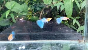 Ikan Gapi Albino Sky Blue High Grade strain 1pair