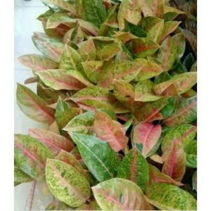 Aglaonema Big Roy / 红皇后万年青 / Pokok Aglonema Big Roy / अग्लोनेमा बिग रॉय पौधा (Singapore: Big Roy Aglaonema Plant) – Vibr