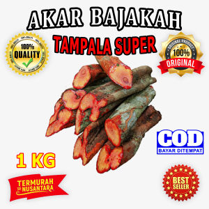 Akar Kayu Bajakah Tampala Super Getah Merah Asli Kalimantan 1kg Termurah