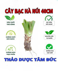 củ bạc hà núi cao 40cm trồng kiểng