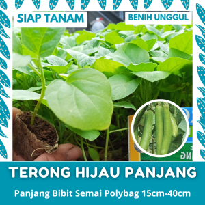 BENIH SEMAI: 50 BATANG BIBIT TERONG HIJAU PANJANG SIAP TANAM