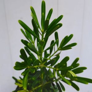 SOV Podocarpus Taiwan 兰屿罗汉松 Bonsai Plant Outdoor Plant Pokok Hidup Real Live Plant