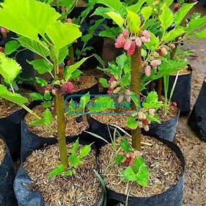 BIBIT BUAH MURBEI CEPAT BERBUAH