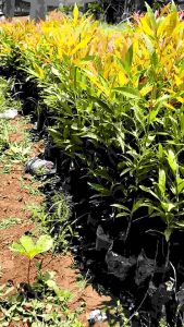 1 paket isi 10 Tanaman Hias Pucuk Merah Tanaman Bunga BERAT 1KG