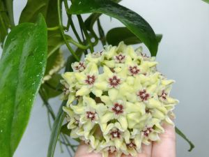 โฮย่า ฮอลคอนเนนซีล Hoya Halconensis ต้นไม้แขวนประดับ กลิ่นหอมเหมือนน้ำหอม ส่งต้นไม่ติดดอก