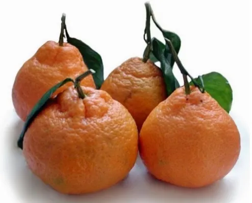 Video paypoqdagi jinsiy aloqa nima?