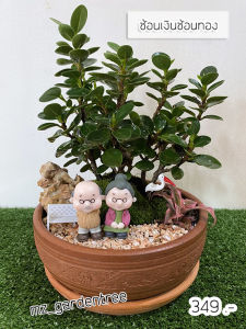 [ต้นไม้จริง] สวนถาด ช้อนเงินช้อนทอง