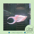 [J Wild Aquatic]—— Platinum White Ballon Lyretail Molly 球体白金月亮尾茉莉鱼. 