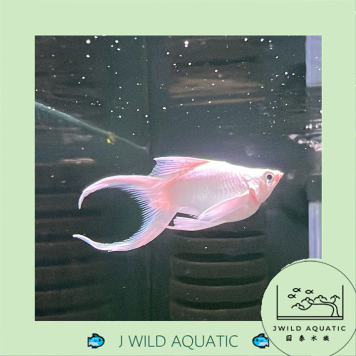 %5BJ%20Wild%20Aquatic%5D%E2%80%94%E2%80%94%20Platinum%20White%20Ballon%20Lyretail%20Molly%20%E7%90%83%E4%BD%93%E7%99%BD%E9%87%91%E6%9C%88%E4%BA%AE%E5%B0%BE%E8%8C%89%E8%8E%89%E9%B1%BC%20-%20Image%204