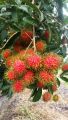 POKOK RAMBUTAN JARUM MAS. 