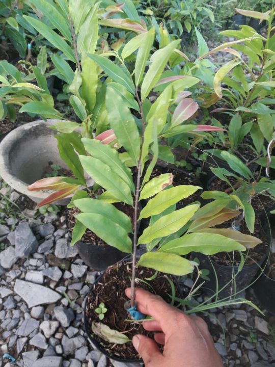 Hoa%20Mai%20C%C3%BAc%20Th%E1%BB%8D%20H%C6%B0%C6%A1ng%20-%20Image%204