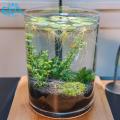 Bình Thủy Tinh Trụ Tròn Dùng Làm Hồ Cá Bể Cá Để Bàn D24 x H30 cm Tặng Kèm Mô Hình Rong Giả Và Sỏi Trang Trí. 