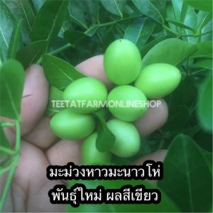 มะม่วงหาวมะนาวโห่ จำหน่ายต้นพันธุ์พร้อมปลูกชำลงกระถางรากเต็ม สามารถนำไปปลูกลงพื้นดินทันที ออกดอกออกผลไวไม่ต้องคอยนาน