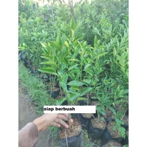 Bibit Jeruk Santang madu sudah Berbuah Besar