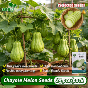 100% Original 25pcs/pack Chayote Seeds for Planting High Yield Chayote Melon Seeds Hybrid Sayote Seeds Sechium Edule Vegetable Seeds for Planting Condor Seeds Chayote Seedlings Balcony Potted Vegetable Live Plant Indoor Plants Real Plant Local Ready Stock