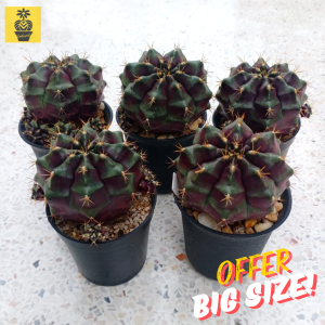 (Big Size WIith Pups) Gymnocalycium Mihanovichii. ID: Kappa / Gymnocalycium Variegated Purple