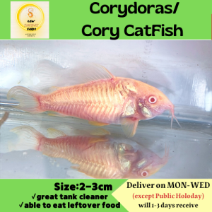 Albino Corydoras Cory Catfish /Fish for Aquarium 白鼠鱼