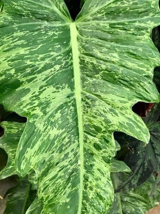 PHILODENDRON MINARUM Camouflage BIG SIZE Plant hotselling indoor outdoor  plant exotic rare ornamental bushy plant cute Exotic Rare Single Node  Cutting Cute Whole Plant Set - Lazada | Lazada