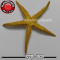 Bintang Laut size L Mix Gold. 