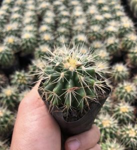 XƯƠNG RỒNG KIM HỔ SIZE 5-7cm- xuất xứ Đà Lạt khoẻ đẹpLỖI 1 ĐỔI 1