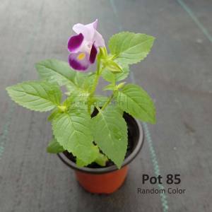 Torenia Fournieri /Bunga Torenia /Wishbone Flower - Random Color (LIVE PLANT)
