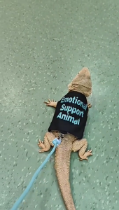 Vải bố mềm thằn lằn khai thác tập luyện ngoài trời dây mềm đai dây leo cho động vật nhỏ