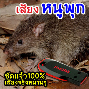 เสียงหนูพุก เสียงต่อหนูพุก เมม/แฟลชไดร์ฟเสียงต่อหนูพุก เสียงจริง ชัดแจ๋ว 100% ไม่มีโฆษณาแทรก (MP3 เสียงต่อสัตว์) มีเก็บเงินปลายทาง