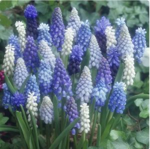 Củ giống Nho lục bình (Hoa chuông xanh) (Muscari) - 3 Củ
