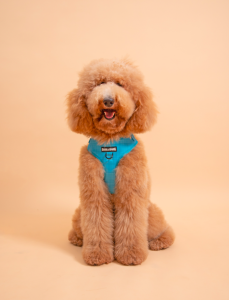 Bark & Spark Biodegradable Poop Bags for Dogs & Cats Unscented (8.5" × 12.5")