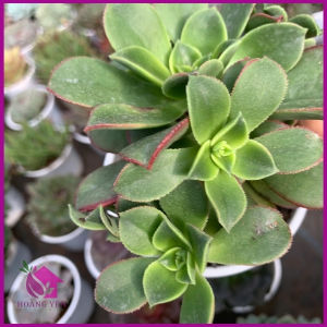 Sen đá AEO Ba Màu size Trung 8 cm cây khỏe già vượt size