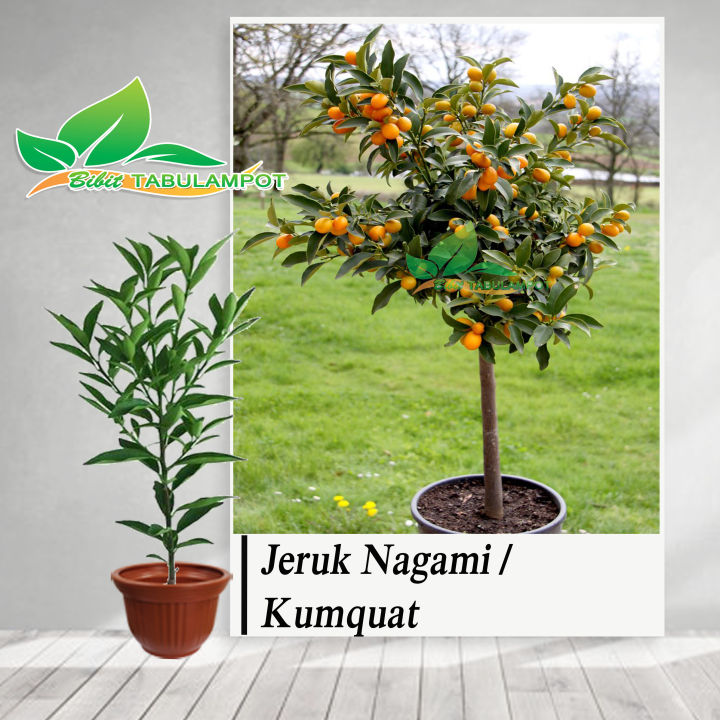 Bibit Tanaman Buah Jeruk Nagami Kumquat 60cm Lazada Indonesia 1187