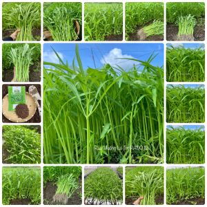 Hạt giống Rau Muống Lá Tre gói 50gr~1200 hạt dễ trồng năng suất cao trồng quanh năm
