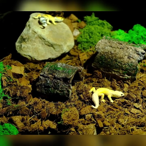 Simulation Driftwood Tree Stump Aquariums Decorative Safe Hideaways for Fish and Reptiles Fishtanks Landscape Tree Cave