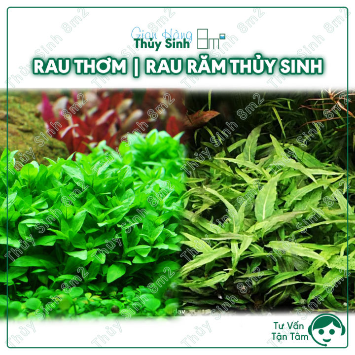 Cây Rau Răm Thủy Sinh, Cây Rau Thơm Thủy Sinh Tiền Cảnh, Cắt Cắm | 8m2 ...