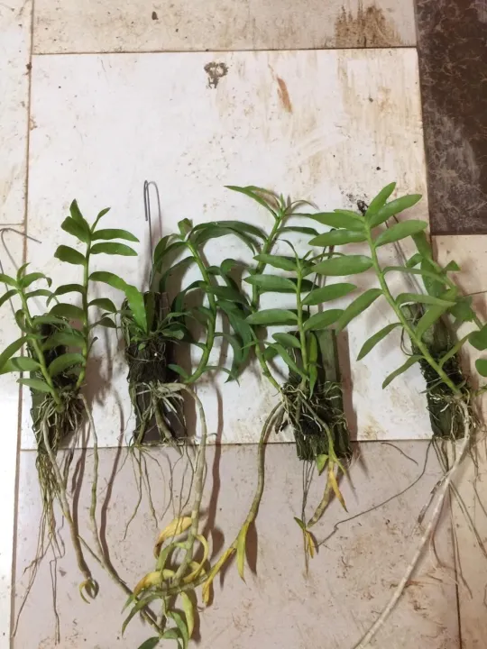 B%E1%BA%A3ng%20PHI%20%C4%90I%E1%BB%86P%205%20C%C3%A1nh%20Tr%E1%BA%AFng%20H%C3%80NG%20GIEO%20H%E1%BA%A0T%20TUY%C3%8AN%20QUANG%20-%20H%C3%80NG%20NGUY%C3%8AN%20H%C3%8CNH%20+%20T%E1%BA%B7ng%202%20C%C3%A2y%20Qu%E1%BA%BF%20Gi%E1%BB%91ng%20-%20Image%205