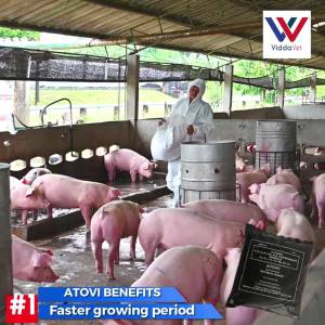 Atovi Nanotechnology-Feeds Premix 1kl-viddavet  Atovi  Nanotechnology[Fast Shipping]