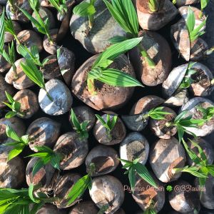 ต้นมะพร้าวน้ำหอม บ้านเเพ้ว พันธุ์เตี้ย (แพ็ค 3ต้น | ลูกล่ะ120บาท)