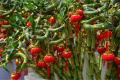 Berjaya Plant Nursery - CNY Lucky Bamboo/Dragon Bamboo/Straight Bamboo 转运竹/富贵竹/龙头直竹/直竹. 