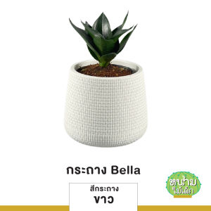 ต้นลิ้นมังกรดำแคระ ต้นไม้ฟอกอากาศ ต้นไม้มงคล ต้นไม้มินิมอล ต้นไม้ประดับ ตกแต่งบ้านและสวน