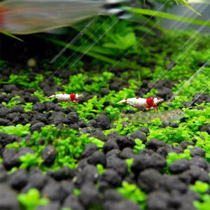 Lovinland 6สไตล์ปลูกง่าย Mini Leaf Aquarium Plant ตกแต่ง Waterweed Glossostigma Hemianthus Aquarium ถังน้ำพืชหญ้าสนามหญ้า